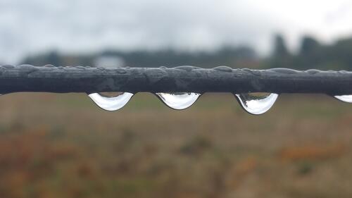 three water droplets on a branch